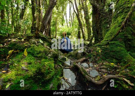 Treking pour l'incroyable forêt jurassique en Nouvelle-Zélande sur le chemin jusqu'au glacier de Fox, sur la côte ouest de l'île du Sud, Nouvelle-Zélande Banque D'Images