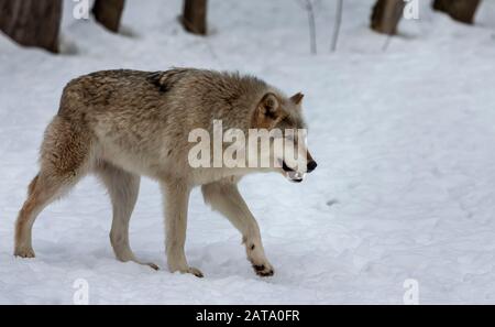 Loup gris (Canis lupus) également connu en amérique du Nord comme loup de bois en hiver. Banque D'Images