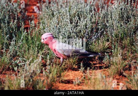 GALAH, ÉGALEMENT CONNU SOUS LE NOM DE COCKATOO CROISÉ SE NOURRISSANT SUR LE SOL, AUSTRALIE. Banque D'Images