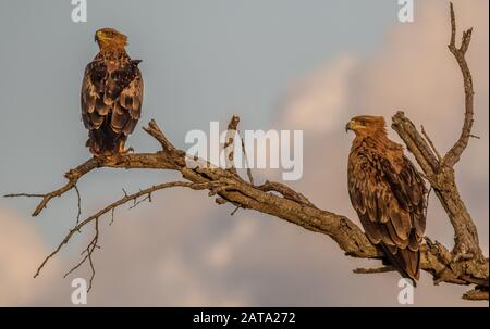 Deux aigles tawny perchés au sommet d'un arbre sec dans l'image du parc national Kruger en Afrique du Sud en format horizontal Banque D'Images