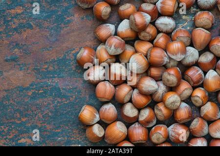 Corylus avellana. Noisettes sur fond d'ardoise d'en haut Banque D'Images