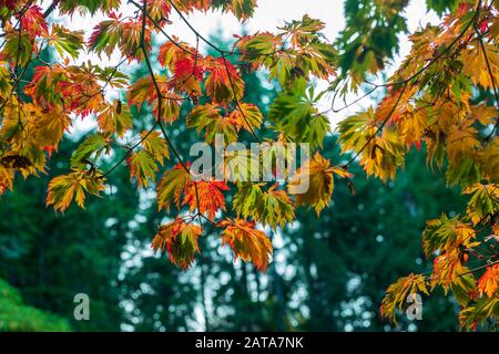 Feuilles d'érable japonaises rétroéclairées en couleur en automne Banque D'Images