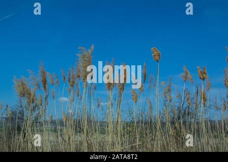 Groupe de roseaux communs cosmopolites sur fond de ciel bleu, phragmites australis sur la route, Bulgarie. Tiges hautes Banque D'Images