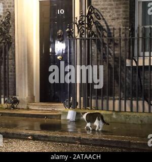 Londres, Royaume-Uni, 31 janvier 2020, Tandis que les Londoniens se réunissent à Westminster pour les dernières heures de l'adhésion de la Grande-Bretagne à l'UE, Larry le chat patrouille Downing Street ignorant le moment historique de la Journée du Brexit. Crédit: Uwe Deffner / Alay Live News Banque D'Images