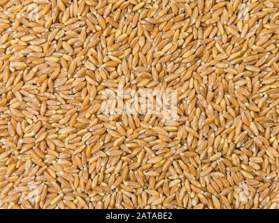 épeautre grain. épeautre. Grain d'épeautre macro isolé sur fond blanc, vue de dessus. Полба. Глютен. Gluten. Sans gluten Banque D'Images