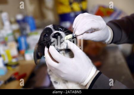 Giza. 31 janvier 2020. Un chien est vu dans un sanctuaire pour les animaux errants à Gizeh, en Egypte, le 31 janvier 2020. Le sanctuaire fournit une intervention médicale et des soins de nutrition pour les animaux isolés secourus. Il fournit également des services d'embarquement pour les animaux de compagnie. Crédit: Ahmed Gomaa/Xinhua/Alay Live News Banque D'Images