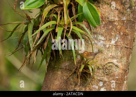 Mountain Wren - Troglodytes solstitialis, petit oiseau brun timide provenant des forêts d'Amérique du Sud, des pentes andines orientales, Guango Lodge, Équateur. Banque D'Images