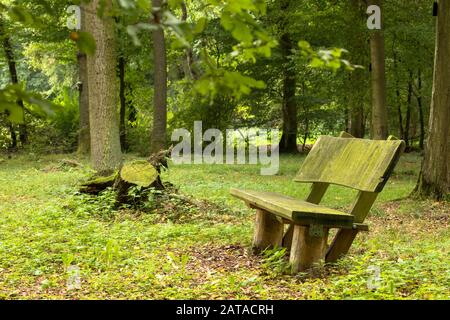 Vider le banc de parc dans un cimetière forestier Banque D'Images