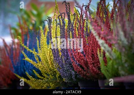 Clôture colorée de la plante Erica (Ericaceae) Banque D'Images