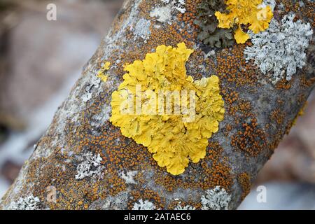 Xanthoria Parietina Lichen Sunburst Commun En Slovaquie Centrale, Europe Banque D'Images