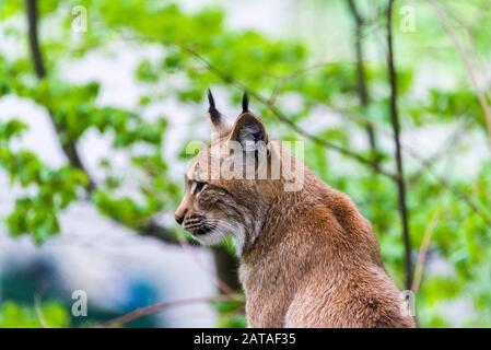 Lynx Eurasien (Lynx Lynx). Lynx Regarde Avec Les Yeux Prédateurs De L'Abri Banque D'Images