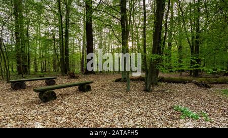 Deux bancs en bois vides dans la forêt de printemps verdoyante. Banque D'Images