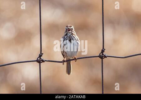 Gros plan sur le chant du chant de chant Sparrow sur une clôture en fil métallique Banque D'Images