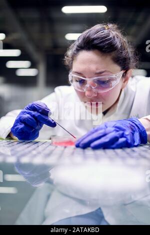 Jeune femme brunette assistant de laboratoire avec boîte de Petri dans les mains sur fond flou Banque D'Images