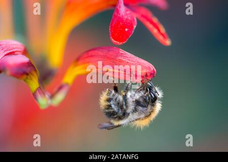 L'abeille pollinise une fleur du jardin Montbretie - Crocosmia Lucifer Banque D'Images