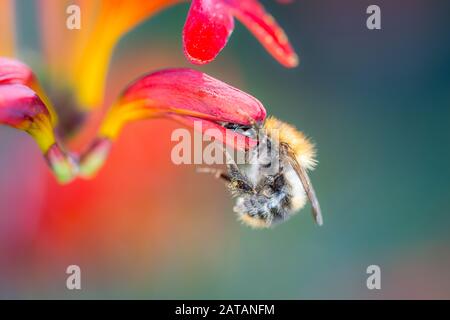 L'abeille pollinise une fleur du jardin Montbretie - Crocosmia Lucifer Banque D'Images