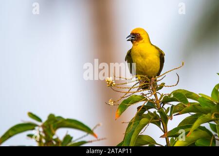 Oiseau de tisserand jaune d'Arabie Saoudite Banque D'Images