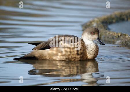 Canard À Craquer De Patagonie - Lophonetta Specularioides Specularioides Du Sud Du Chili, Du Sud De L'Argentine Et Des Îles Falkland Banque D'Images