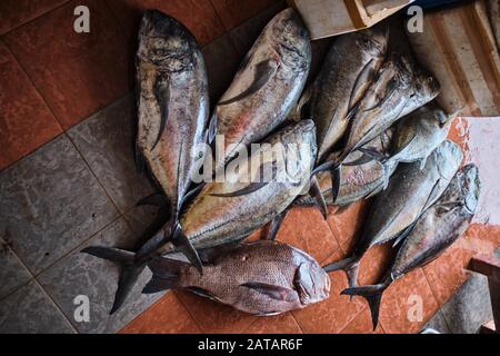 Piles de poissons sur un marché à Trincomalee, Srilanka. Banque D'Images