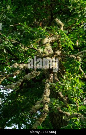 Usnea - également connu sous le nom de lichen d'arbre et de barbe de l'ancien homme poussant sur un arbre de chêne écossais dans les Highlands écossais d'Inverness-shire Ecosse Royaume-Uni Banque D'Images