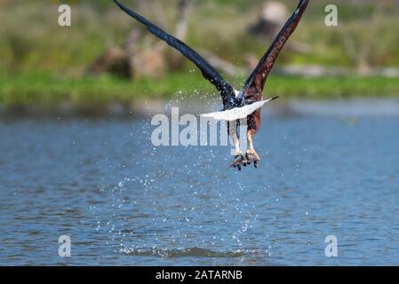 Aigle à poissons africains attraper un poisson, Naiwasha, Kenya Banque D'Images