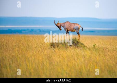 Topi Sur Termite Mound, Réserve Nationale De Mara, Kenya. Banque D'Images