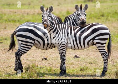 Deux Zebras, enhugeant de Masai Mara Banque D'Images