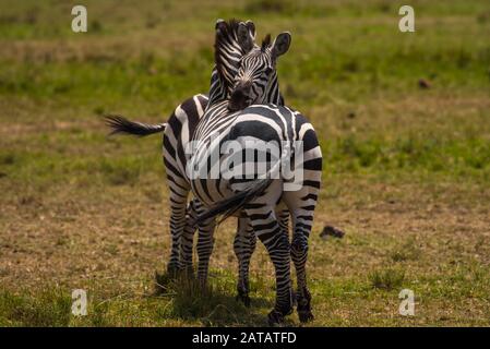 Deux Zebras, enhugeant de Masai Mara Banque D'Images