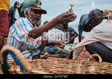 Un groupe de pêcheurs Sri-lankais qui recueillent des poissons des filets sur la plage tropicale de Trincomalee. Banque D'Images