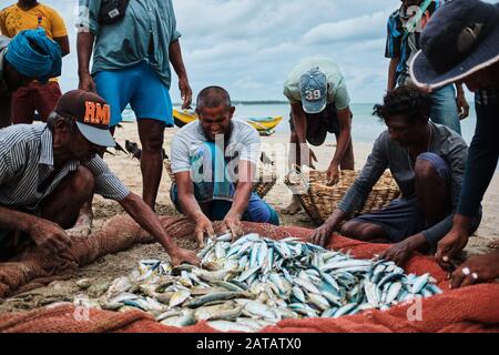 Un groupe de pêcheurs Sri-lankais qui recueillent des poissons des filets sur la plage tropicale de Trincomalee. Banque D'Images