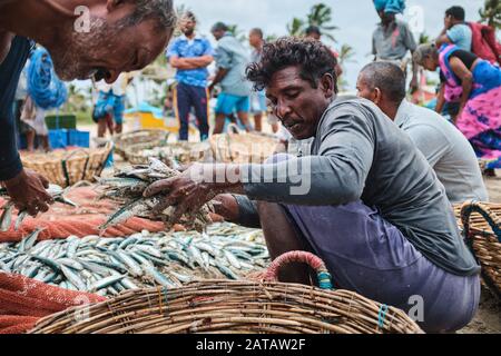 Un groupe de pêcheurs Sri-lankais qui recueillent des poissons des filets sur la plage tropicale de Trincomalee. Banque D'Images