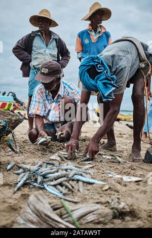 Un groupe de pêcheurs Sri-lankais qui recueillent des poissons des filets sur la plage tropicale de Trincomalee. Banque D'Images