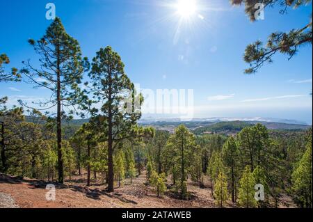 Belle nature et forêt sur le site du nord de l'île des Canaries Tenerife. Banque D'Images