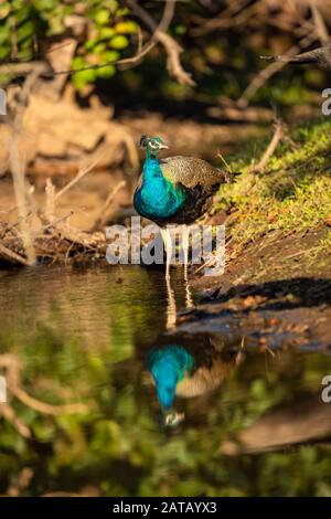 oiseau national de paon ou de paon de l'inde avec réflexion dans l'eau au parc national de ranthambore, rajasthan, inde Banque D'Images