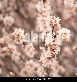 Horticulture de Gran Canaria - fleurs d'amandes, amandes étant importantes pour l'économie de l'île Banque D'Images