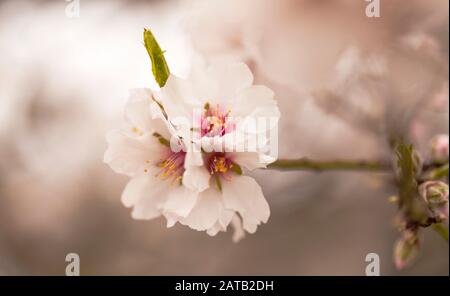 Horticulture de Gran Canaria - fleurs d'amande, amandes sont importantes pour l'économie de l'île Banque D'Images