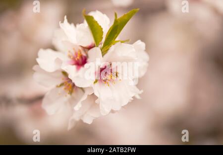 Horticulture de Gran Canaria - fleurs d'amande, amandes sont importantes pour l'économie de l'île Banque D'Images