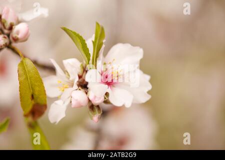 Horticulture de Gran Canaria - fleurs d'amande, amandes sont importantes pour l'économie de l'île Banque D'Images