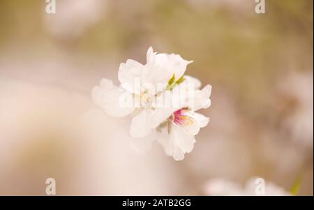 Horticulture de Gran Canaria - fleurs d'amande, amandes sont importantes pour l'économie de l'île Banque D'Images