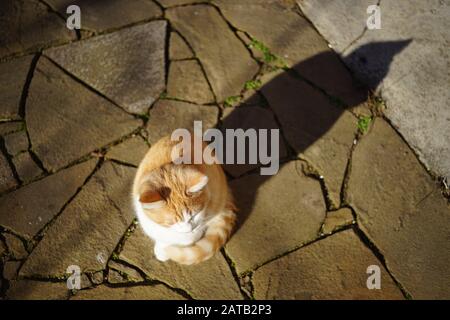Joli chaton de gingembre assis dans une cour ensoleillée. Animaux de compagnie détendez-vous en plein air. Lumière et ombre. Animaux domestiques. Banque D'Images