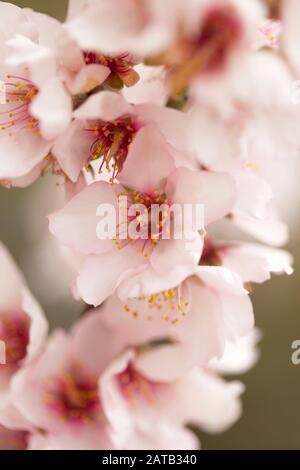 Horticulture de Gran Canaria - fleurs d'amande, amandes sont importantes pour l'économie de l'île Banque D'Images