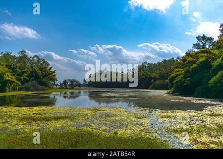 Paysage vallée de lotus, indore, inde Banque D'Images