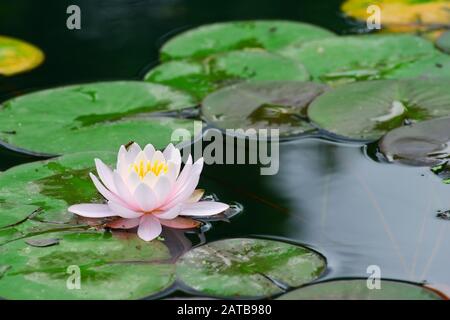 Lily l'eau dans le lac Banque D'Images