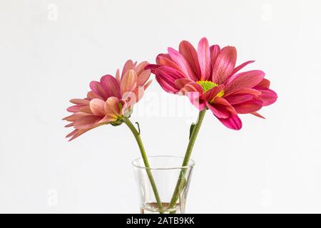 Macro photo de deux chrysanthèmes roses fleuris dans un vase en verre isolé sur fond blanc Banque D'Images