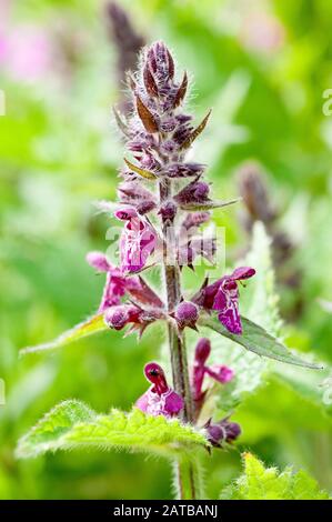 Hedge Woundwort (stachys sylvatica), gros plan d'un pic de floraison à faible profondeur de champ. Banque D'Images