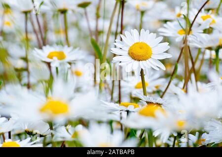 Daisy (leucanthemum vulgare ou chrysanthemum leucanthemum), aussi connue sous le nom de Marguerite ou Daisy chien, gros plan d'une seule fleur sur beaucoup. Banque D'Images