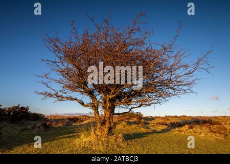 Hawthorn arbre sur Exmoor parc national isolé avec ciel bleu au coucher du soleil. Banque D'Images