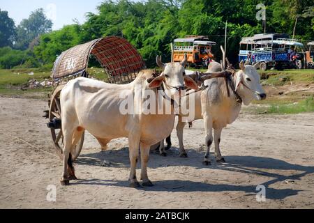 Bène blanc tirant une charrette en bois de bambou, servant de taxi, près de Mandalay, au Myanmar, sur un fond de végétation verte. Banque D'Images