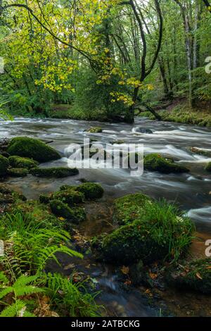 Des arbres sur la rive de la rivière Teign à Fingle Bridge sur Dartmoor National Park au début de l'automne Banque D'Images
