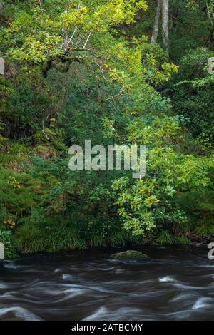 Des arbres sur la rive de la rivière Teign à Fingle Bridge sur Dartmoor National Park au début de l'automne Banque D'Images